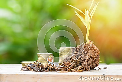 Plant growing on soil and farming gardening digging soil with gold coin step up growing Stock Photo