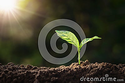 plant growing on soil with sunshine. eco earth day concept Stock Photo