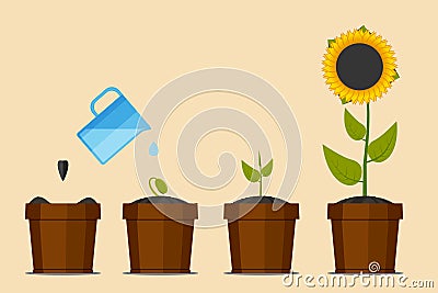 Plant growing stages. Green plant flower, graphic gardening seedling plant. Sunflower. Vector illustration Cartoon Illustration