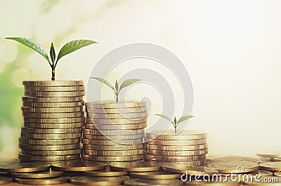 plant growing step of money stack Stock Photo