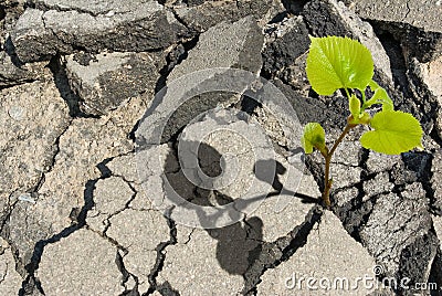 The plant grows from a crack Stock Photo