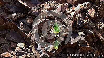 A plant grows on the rocky ground Stock Photo