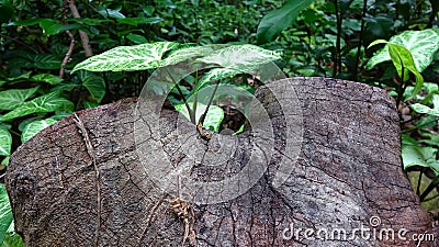 A plant grows on a stump and is very poetic Stock Photo