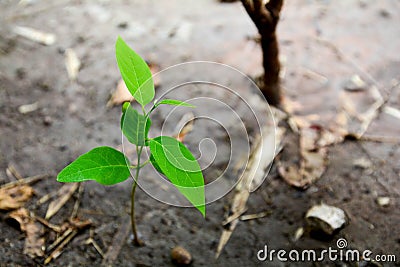 Plant grows on wall and symbolizes struggle and restart. Stock Photo