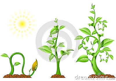 Plant Growth Vector Illustration