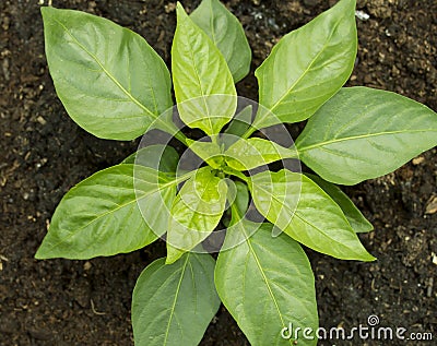Plant Growth Stock Photo