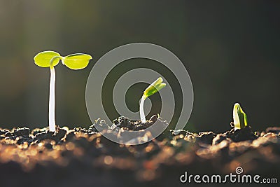 plant growth in farm with sunset background. agriculture seeding growing step concept Stock Photo