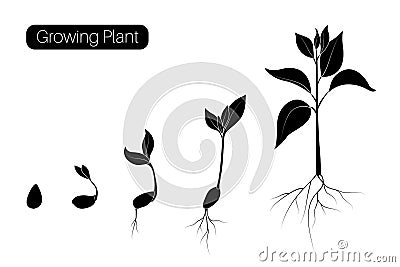 Plant growth phases infographic. Evolution germination progress concept. Seed, bean, sprout organic agriculture. Vector Illustration