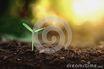 Plant growth on the soil Stock Photo