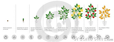 Plant growth stages. Growing period steps. Harvest animation progression. Fertilization phase. Cycle of life. Vector Stock Photo