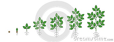 Plant growth stages. Growing period steps. Harvest animation progression. Fertilization phase. Cycle of life. Vector Stock Photo