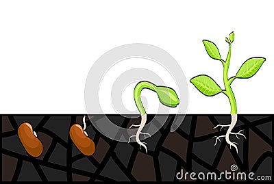 Plant growth stages from seed to sprout. Vector illustration, eps 10 Vector Illustration