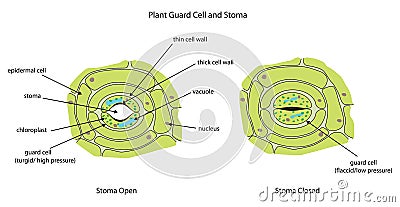 Plant guard cells with stoma fully labeled. Stock Photo