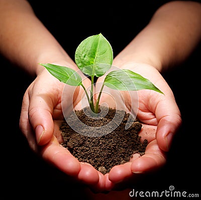 Plant is in hands Stock Photo