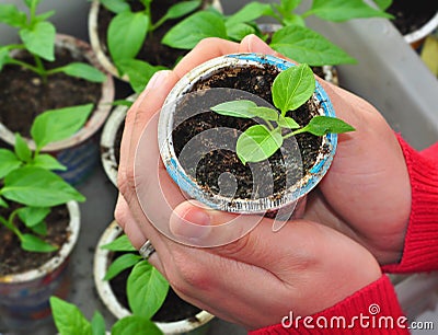 Plant grow, agriculture Stock Photo