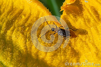 The plant is a harmful insect - Western corn beetle Diabrotica virgifera virgifera Stock Photo