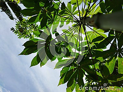 a plant that has many benefits, namely sweet potato Stock Photo