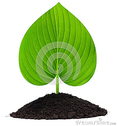 Plant-heart Stock Photo