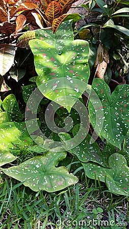Plant with heart shape Stock Photo