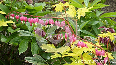 Plant of hearts, wonderful pink flowers small hearts Stock Photo