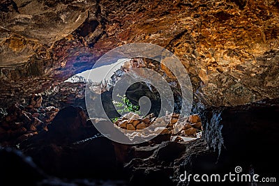 Plant hit by sunlight at Ana Te Pahu Cave - Easter Island, Chile Stock Photo