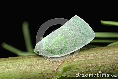 Plant hopper or Acanalonia conica, Satara Stock Photo