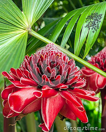 Plant from jungle Torch Ginger Stock Photo