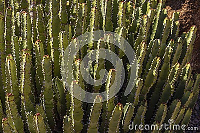 This plant is known as the Morrocan mound and is located at the Carefree Desert Gardens in Arizona. Stock Photo