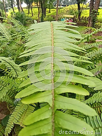 a plant with the Latin name nephrolepis cordofolia. fresh green leaves, selective focus. Stock Photo