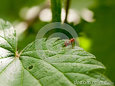 Plant leaf ant macro close up detail Stock Photo