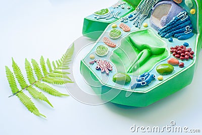 Plant leaf and model of plant cell Stock Photo