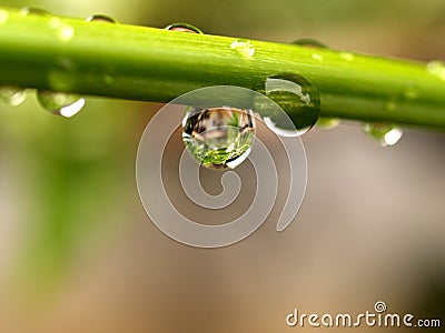 Plant leaf / water drop 04 Stock Photo