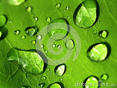 Plant leaf / water drop 06 Stock Photo