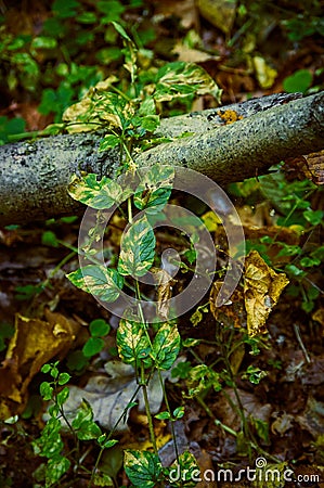 Plant leaves curling along a branch and a web in the autumn forest Stock Photo