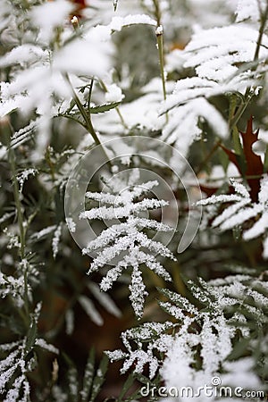 A beautiful green leaves in late autumn or early winter under snow. First snow in park. Stock Photo