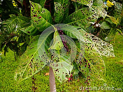 Plant leaves with multiple holes. The leaves have been eaten / damaged by caterpillars / worms / pests Stock Photo