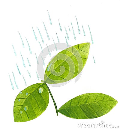 Plant leaves in rain Stock Photo