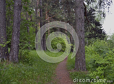 Plant leaves trail moss outdoors woodland trunk coniferous footpath leaf park grass road pine spring forest nature tree trees gree Stock Photo