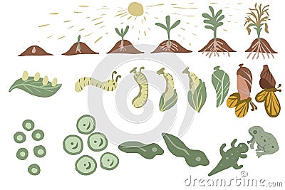 Plant life cycle butterflies and frogs science nature research pictures in a row Vector Illustration