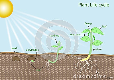 Plant life cycle Stock Photo