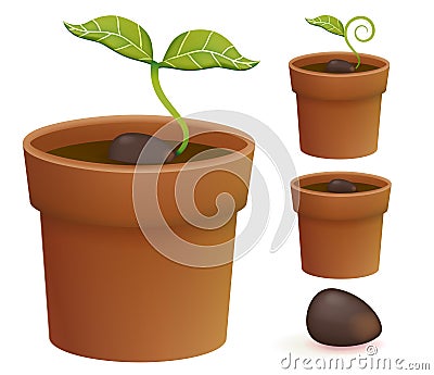 Plant Life Cycle Stock Photo