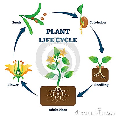 Plant life cycle vector illustration. Labeled educational development scheme Vector Illustration