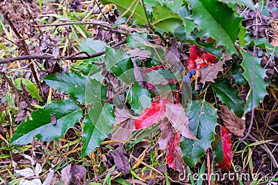 The plant mahonia Holm with bright green and red shiny leaves and dark blue berries growing in the woods Stock Photo