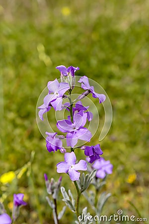 A plant Matthiola farinosa with violet flowers blooms by the sea Stock Photo