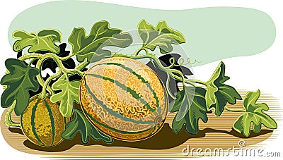 Plant melons with some ripe fruit. Stock Photo