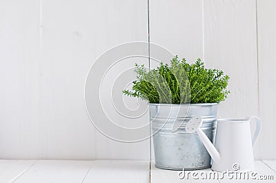 Plant in a metal pot and watering can Stock Photo