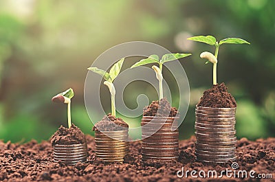 Plant money growing concept business finance Stock Photo