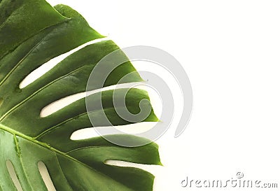 Plant monster leaves with drops white background Stock Photo