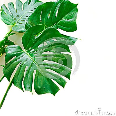 Monster plant leaves with drops Stock Photo