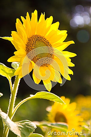 Sunflower Stock Photo